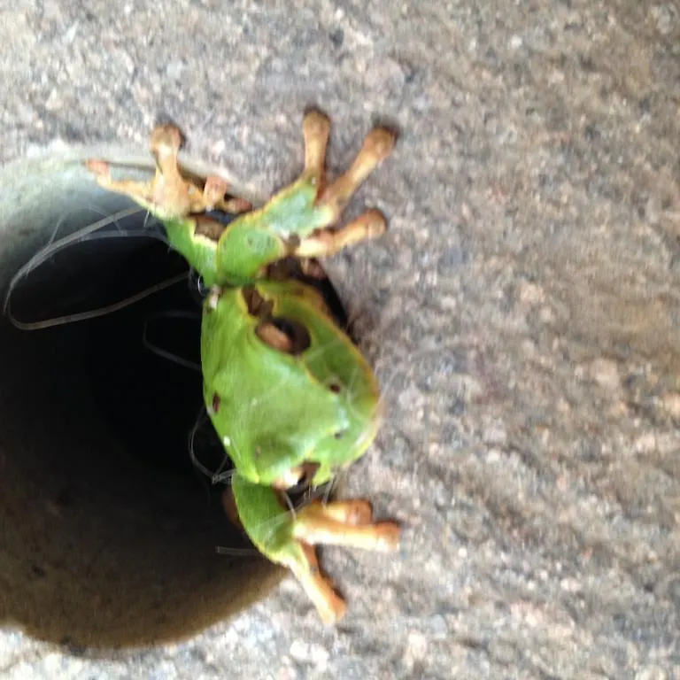 カントリーハウス Agriturismo Macesina Bedizzole